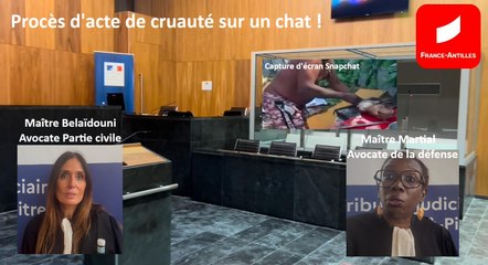 [GUADELOUPE] Deux prévenus condamnés pour des sévices sur un chat et la diffusion des images