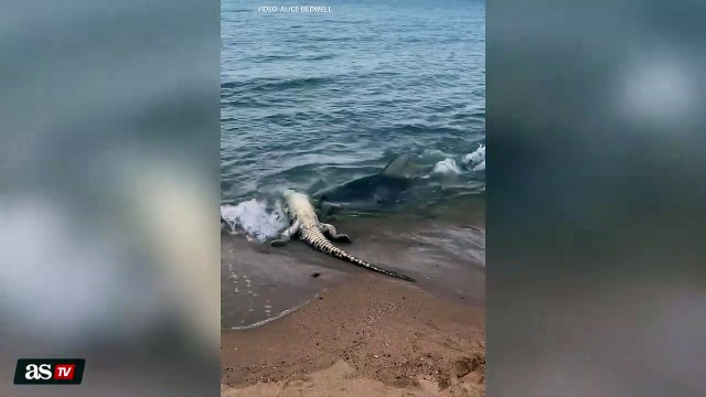 Un tiburón ataca a un cocodrilo en una playa con consecuencias fatales: 8 millones de reproducciones