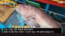 [자막뉴스] 1시간 넘게 사투...제주서 발견된 '전설의 심해어' / YTN
