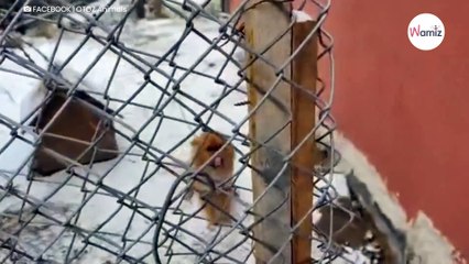 Uwięziony całe życie na łańcuchu piesek w końcu widzi wybawicieli: jego reakcja roztapia serca (video)