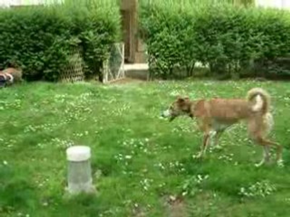 Dans le jardin