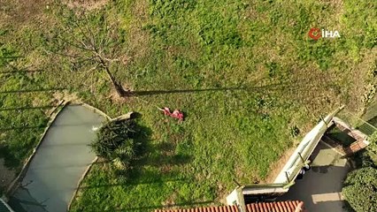 Vahşi ziyafet: Aslanlar 75 kilo eti tek hamlede parçaladı!