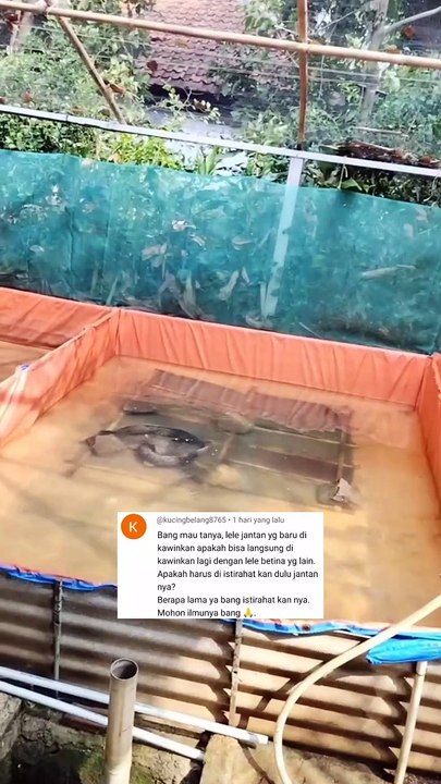 Induk lele juga butuh istirahat cukup setelah melakukan perkawinan