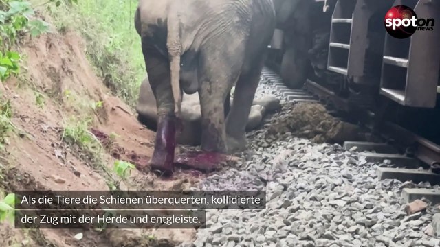 Horror-Unfall: Sechs Elefanten sterben bei Zugunglück