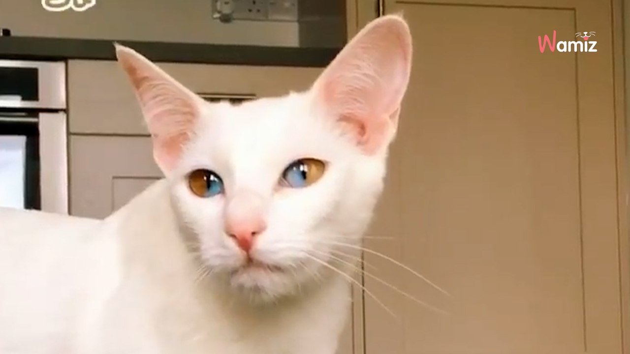 To nie fotomontaż! Oczy tej kotki to prawdziwy fenomen (video)