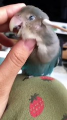 These parrots look like children🦜#funny #funniest pet moments #pets #shorts  #parrot