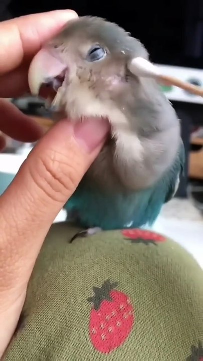These parrots look like children🦜#funny #funniest pet moments #pets #shorts  #parrot