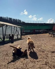 🐾 Welcome to the ultimate celebration of man’s best friend! 🐶 Dive into o