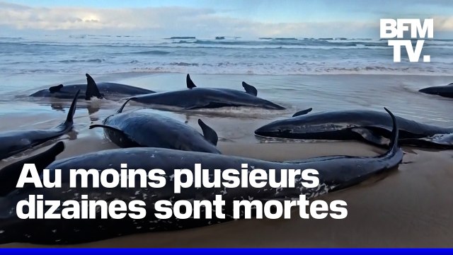 Australie: plus de 150 fausses orques se sont échouées sur une plage de Tasmanie,