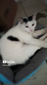 El gato pernanca y el gatito chamacorron siempre se la pasan jugando no se dejan descansar #shorts