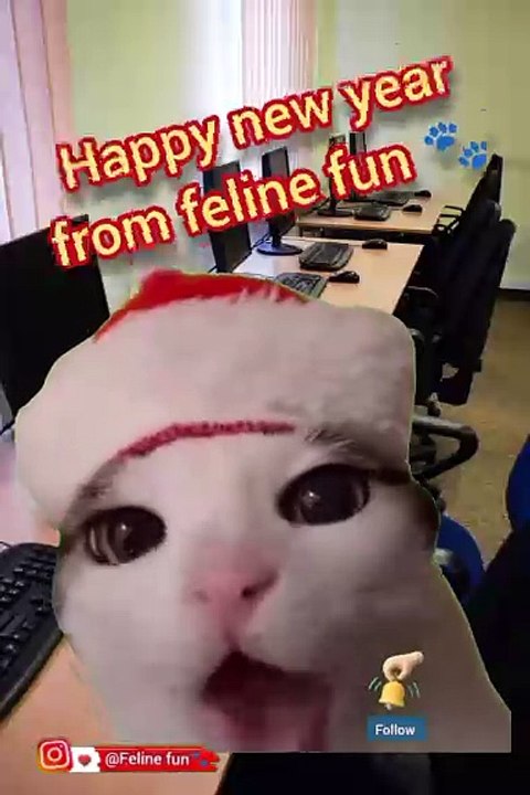 Funny cat videos..ai cat .. have fun