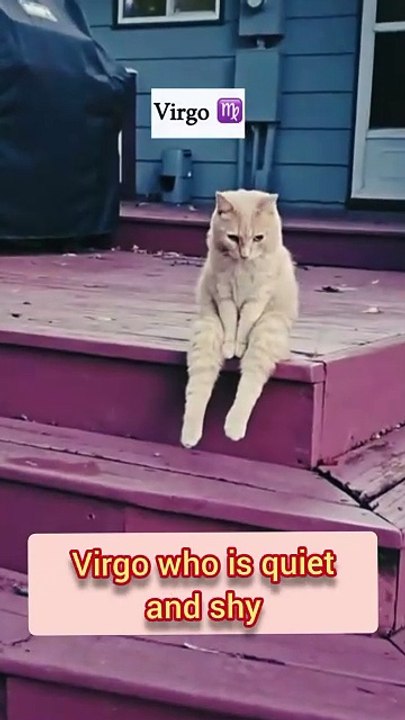 Funny cat videos.. cats horoscopes.. ai cat .. have fun