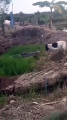 Crocodile passing to river while dog barking and without eating it😱
