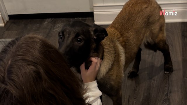 Le chiot sur la photo a l'air terrorisé : elle sait immédiatement quoi faire pour porter secours (vidéo)