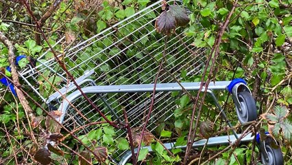 Abandoned supermarket trolleys in Pembroke Dock