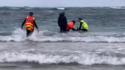 More than 150 whales euthanised after mass stranding on Tasmanian beach