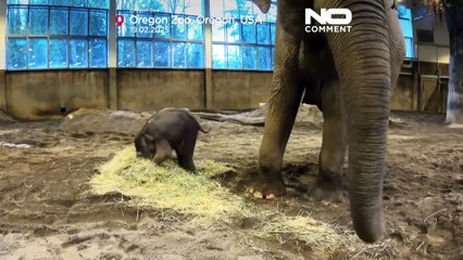 Oregon Zoo's baby elephant to make debut appearance on 21  February