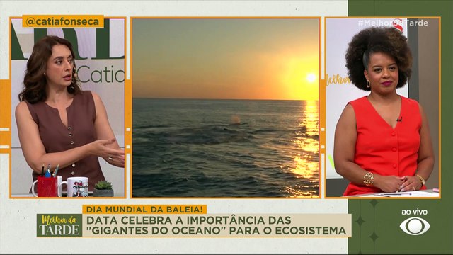 Dia Mundial da Baleia: data celebra importância das gigantes do oceano | Melhor da Tarde