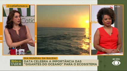 Dia Mundial da Baleia: data celebra importância das gigantes do oceano | Melhor da Tarde