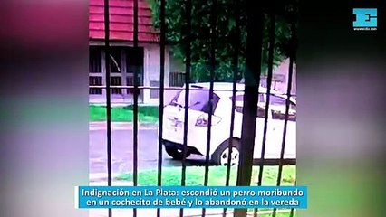 Indignación en La Plata: escondió un perro moribundo en un cochecito de bebé y lo abandonó en la vereda