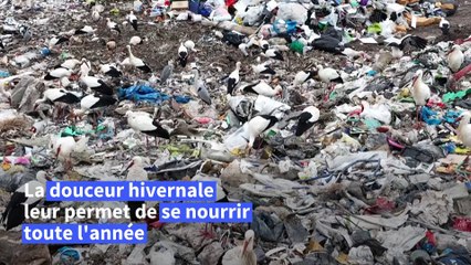 La cigogne, annonciatrice du changement climatique en Alsace