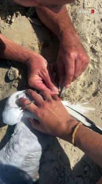 Kindhearted couple rescues seagull tangled in fishing line and helps it regain its freedom
