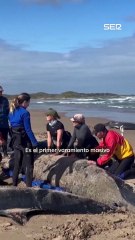 Sacrifican decenas de ballenas en Australia