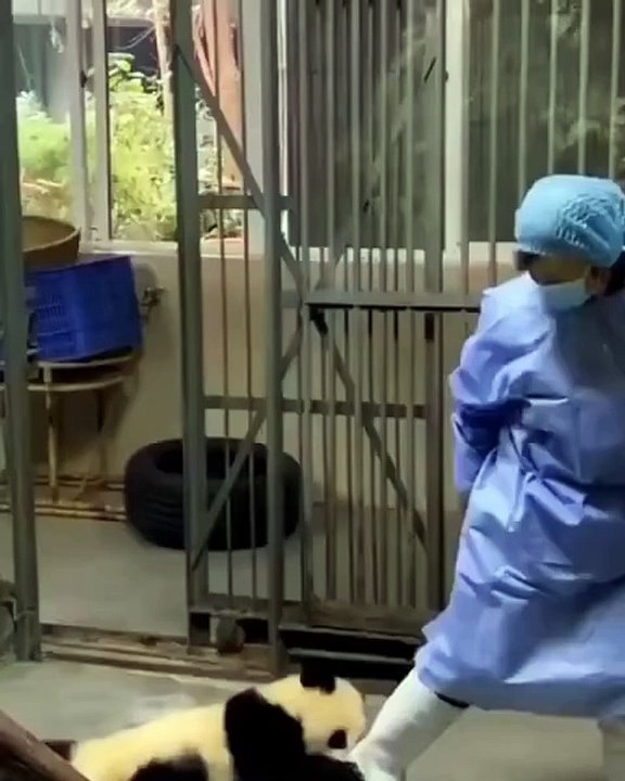Welcome to the enchanting world of **Pandas!** 🐼 In this captivating video