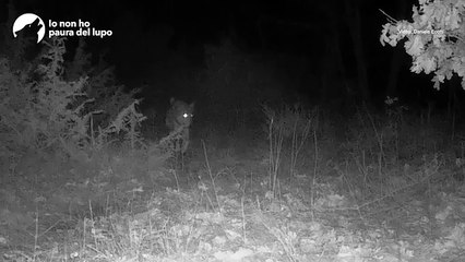 L'istrice «scortato» dai lupi: il video della fototrappola in Appennino