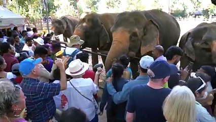 Primeiro orfanato de elefantes do mundo completa 50 anos