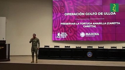 México investiga la muerte de centenares de tortugas marinas