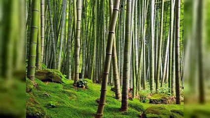 Celebra el Día Mundial del Bambú