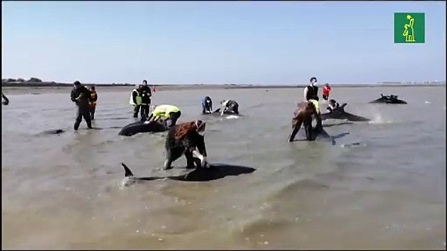 Salvan a 17 delfines varados en una playa del suroeste de Francia