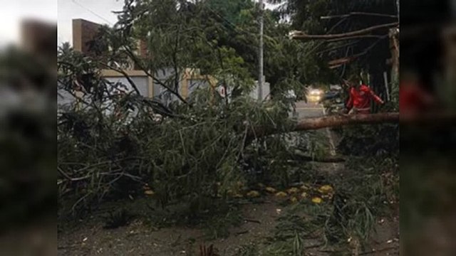 Ráfagas de viento derriban árboles en Navarrete