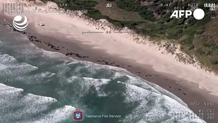 Hallan varados 157 delfines en una playa de Australia