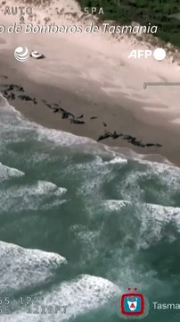 Hallan varados 157 delfines en una playa de Australia