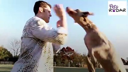 How To Stop A Dog From Jumping Up