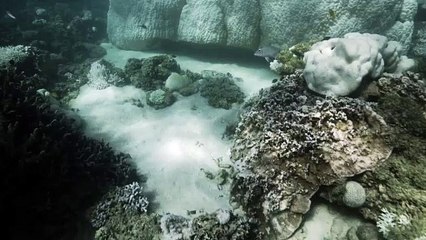 Ningaloo Reef suffers widespread coral bleaching