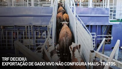 TRF decidiu: exportação de gado vivo não configura maus-tratos