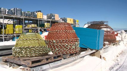 Crabe des neiges : diminution de 24 % du stock a sud du golfe