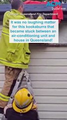 No laughing matter: Firefighters rescue kookaburra stuck behind aircon