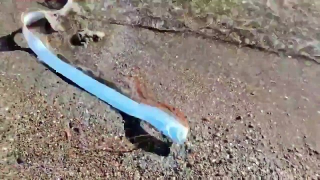 Apareció en una playa de México un pez remo, considerado el pez del fin del mundo