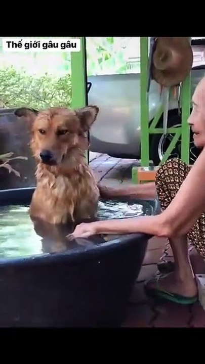 Pet Paradise TV