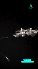 🤖🌱 ¡Insectos robóticos para la agricultura! 🐝⚙️