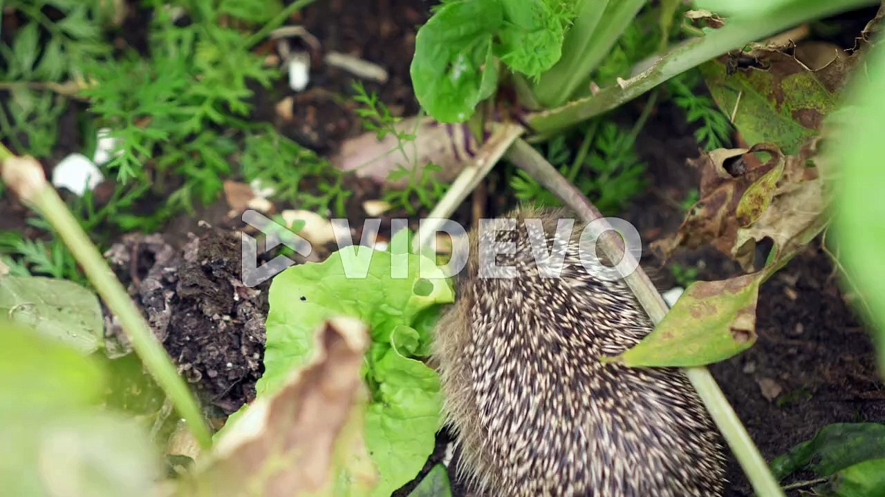 Juvenile Hedgehog Foraging Food On Vegetable Garden With Beetroots