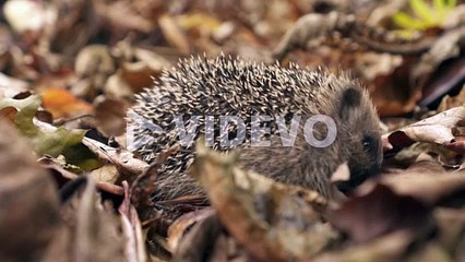 Juvenile Hedgehog Looking For Insect Under Dried Fallen Leaves In The Ground