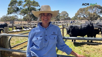 Pathfinder Angus bull sale - Feb 2025