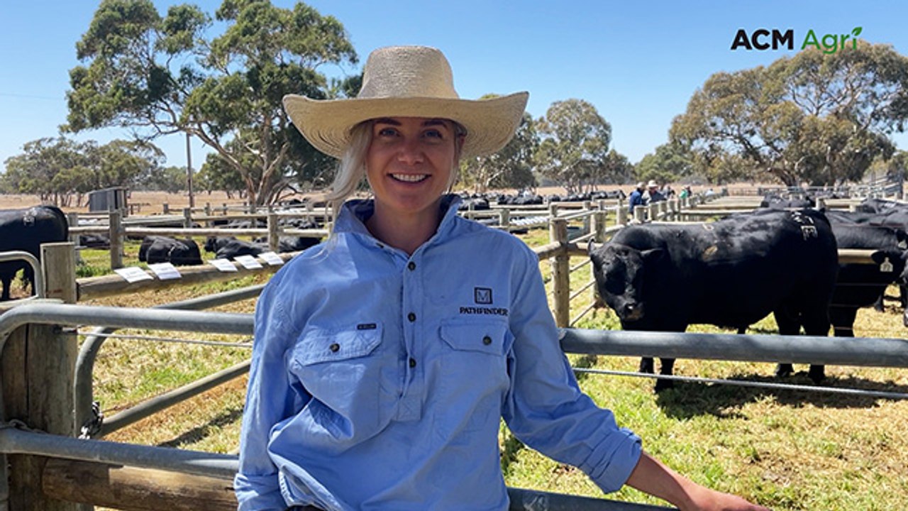 Pathfinder Angus bull sale - Feb 2025
