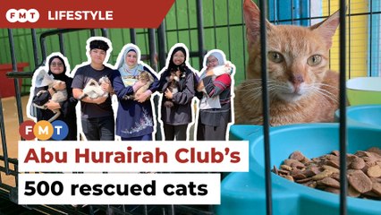 IIUM’s Abu Hurairah Club is changing lives by rescuing cats