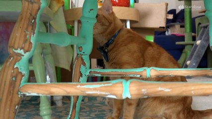 Canberra ‘the most renter-friendly’ city to live in – but does it come at a cost to landlords?